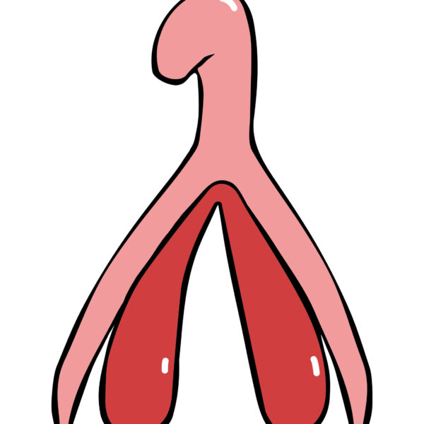 clitoris